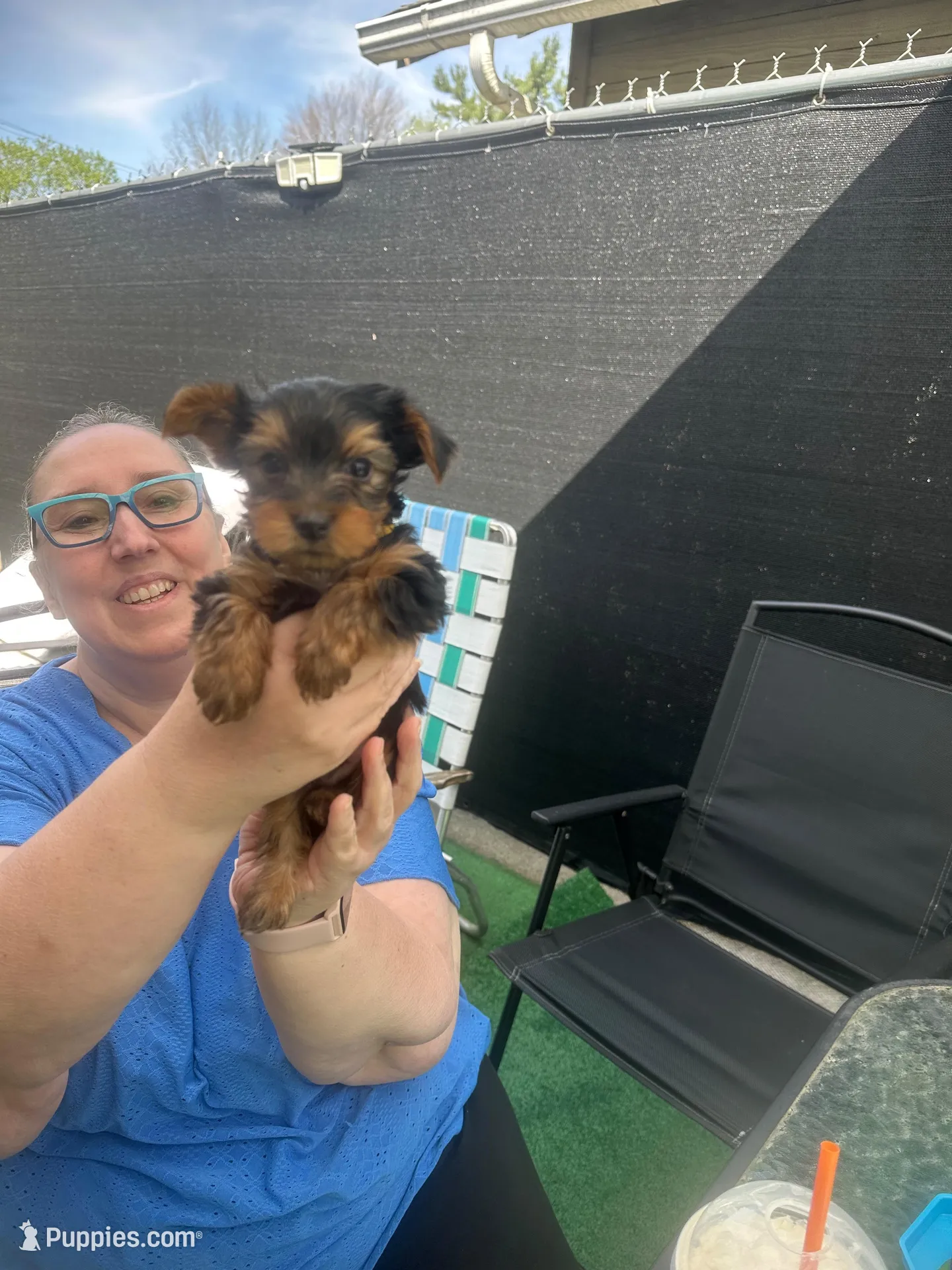 Teddy, a male Yorkshire Terrier for sale in Greenville, PA – Photo 3 of 5