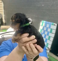 Ricky, a male Yorkshire Terrier for sale in Greenville, PA – Photo 3 of 6