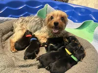 Ricky, a male Yorkshire Terrier for sale in Greenville, PA – Photo 5 of 6