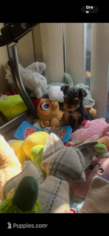 Ricky – Yorkshire Terrier puppy for sale in Greenville, PA