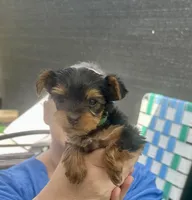 Ricky, a male Yorkshire Terrier for sale in Greenville, PA – Photo 2 of 6