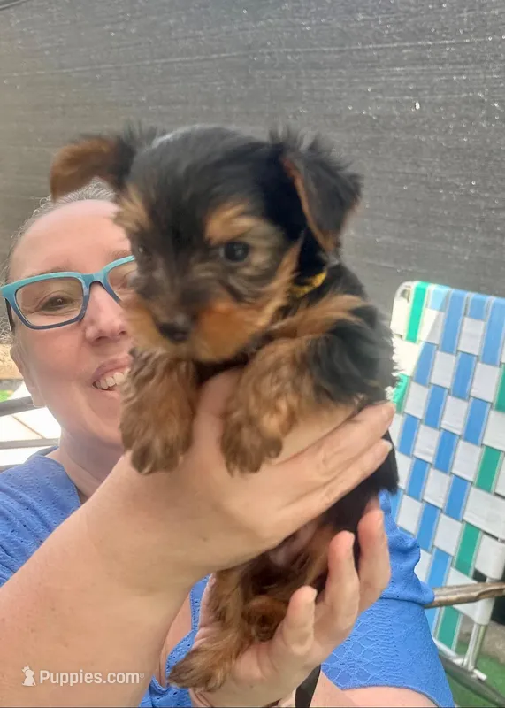 Teddy – Yorkshire Terrier puppy for sale in Greenville, PA
