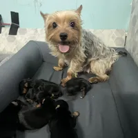 Teddy, a male Yorkshire Terrier for sale in Greenville, PA – Photo 4 of 5