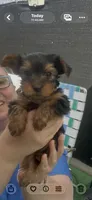 Teddy, a male Yorkshire Terrier for sale in Greenville, PA – Photo 2 of 5