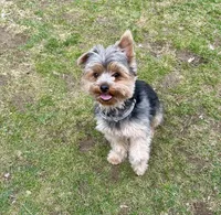 Teddy, a male Yorkshire Terrier for sale in Greenville, PA – Photo 5 of 5