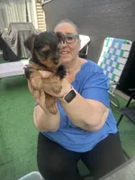 Mickey , a male Yorkshire Terrier for sale in Greenville, PA – Photo 2 of 5