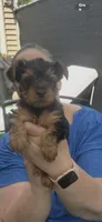 Mickey , a male Yorkshire Terrier for sale in Greenville, PA – Photo 3 of 5