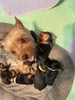 Mickey , a male Yorkshire Terrier for sale in Greenville, PA – Photo 5 of 5