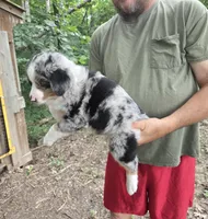 Blue Merle M, a male Australian Shepherd and Miniature American Shepherd for sale in Toledo, IL – 3 of 4