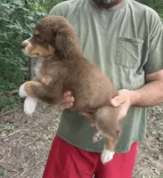 Red Tri M2, a male Australian Shepherd and Miniature Australian Shepherd for sale in Toledo, IL – 2 of 3
