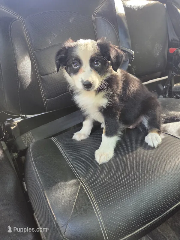 Black Tri F2 – Australian Shepherd puppy for sale in Toledo, IL