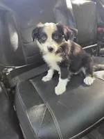 Black Tri F2, a female Australian Shepherd for sale in Toledo, IL – 1 of 2