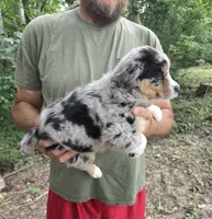 Blue Merle F, a female Australian Shepherd and Miniature American Shepherd for sale in Toledo, IL – 2 of 4