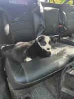 Black Tri F2, a female Australian Shepherd for sale in Toledo, IL – 2 of 2