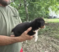Black Tri F3, a female Australian Shepherd and Miniature American Shepherd for sale in Toledo, IL – 2 of 3