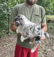 Blue Merle F, a female Australian Shepherd and Miniature American Shepherd for sale in Toledo, IL – 3 of 4