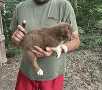 Red Tri M1, a male Australian Shepherd and Miniature Australian Shepherd for sale in Toledo, IL – 3 of 3