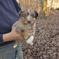 Red Merle F3, a female Australian Shepherd for sale in Toledo, IL – Photo 1 of 3