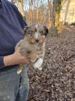 Red Merle F3, a female Australian Shepherd for sale in Toledo, IL – Photo 1 of 3