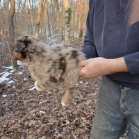 Red Merle F3, a female Australian Shepherd for sale in Toledo, IL – Photo 2 of 3