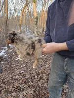 Red Merle F3, a female Australian Shepherd for sale in Toledo, IL – Photo 2 of 3