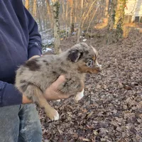 Red Merle F3, a female Australian Shepherd for sale in Toledo, IL – Photo 3 of 3