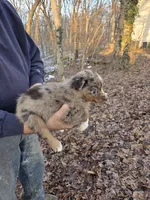 Red Merle F3, a female Australian Shepherd for sale in Toledo, IL – Photo 3 of 3