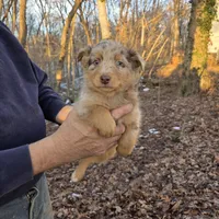 Red Merle Male, a male Australian Shepherd for sale in Toledo, IL – Photo 1 of 3