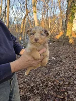 Red Merle Male, a male Australian Shepherd for sale in Toledo, IL – Photo 1 of 3