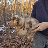 Red Merle Male, a male Australian Shepherd for sale in Toledo, IL – Photo 3 of 3