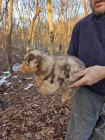Red Merle Male, a male Australian Shepherd for sale in Toledo, IL – Photo 3 of 3