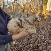 Red Merle Male, a male Australian Shepherd for sale in Toledo, IL – Photo 2 of 3
