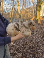 Red Merle Male, a male Australian Shepherd for sale in Toledo, IL – Photo 2 of 3