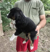 Black Tri F2, a female Australian Shepherd and Miniature American Shepherd for sale in Toledo, IL – 3 of 3
