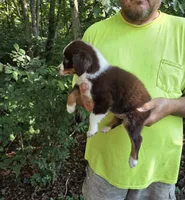 Red Tri F1, a female Australian Shepherd for sale in Toledo, IL – Photo 2 of 4