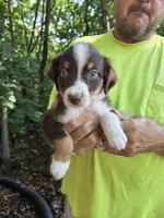 Red Tri F1, a female Australian Shepherd for sale in Toledo, IL – Photo 1 of 4