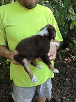 Red Tri F1, a female Australian Shepherd for sale in Toledo, IL – Photo 3 of 4