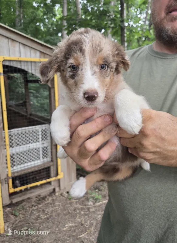 Red Merle M1 – Australian Shepherd, Miniature Australian Shepherd puppy for sale in Toledo, IL