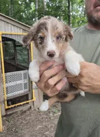 Red Merle M1, a male Australian Shepherd and Miniature Australian Shepherd for sale in Toledo, IL – 1 of 3