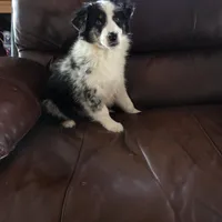 Blue Merle M3, a male Australian Shepherd for sale in Toledo, IL – Photo 3 of 7