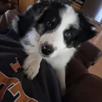 Blue Merle M3, a male Australian Shepherd for sale in Toledo, IL – Photo 1 of 7