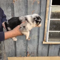 Blue Merle M3, a male Australian Shepherd for sale in Toledo, IL – Photo 6 of 7