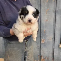 Blue Merle M3, a male Australian Shepherd for sale in Toledo, IL – Photo 5 of 7