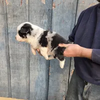 Blue Merle M3, a male Australian Shepherd for sale in Toledo, IL – Photo 7 of 7