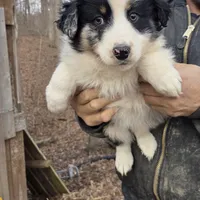 Blue Merle M3, a male Australian Shepherd for sale in Toledo, IL – Photo 4 of 7