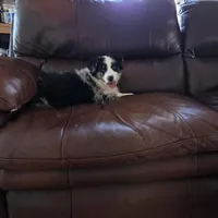 Blue Merle M3, a male Australian Shepherd for sale in Toledo, IL – Photo 2 of 7