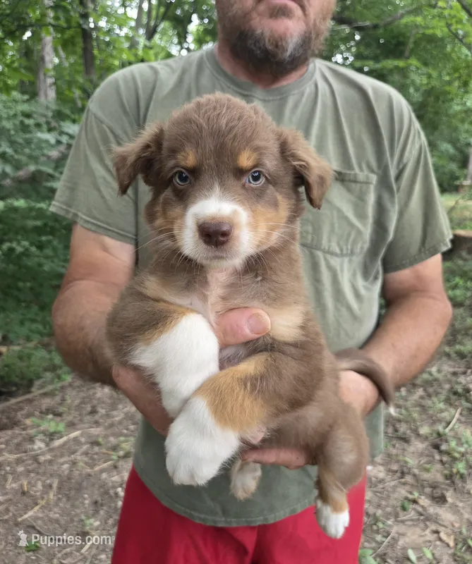 Red Tri M2 – Australian Shepherd, Miniature Australian Shepherd puppy for sale in Toledo, IL