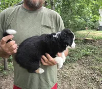 Black Tri M1, a male Australian Shepherd and Miniature American Shepherd for sale in Toledo, IL – 2 of 4