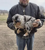 Blue Merle F, a female Australian Shepherd for sale in Toledo, IL – Photo 2 of 3
