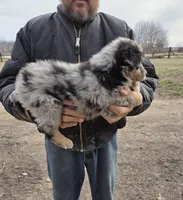 Blue Merle F, a female Australian Shepherd for sale in Toledo, IL – Photo 3 of 3
